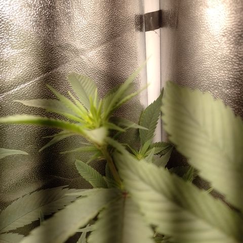 Banana Purple Punch #4 e #5 growlog timeline photo