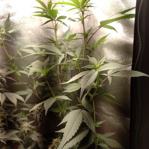 Banana Purple Punch #4 e #5 growlog timeline photo