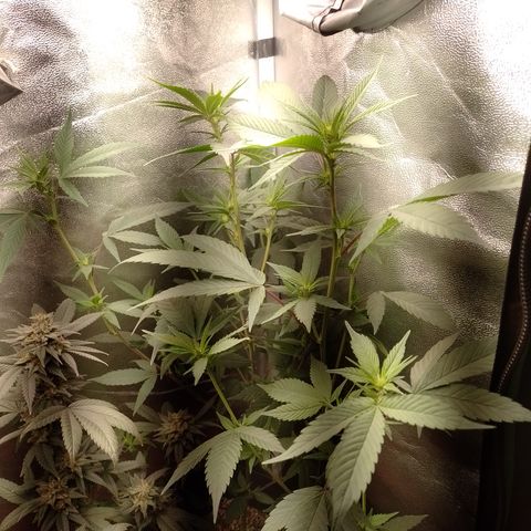 Banana Purple Punch #4 e #5 growlog timeline photo