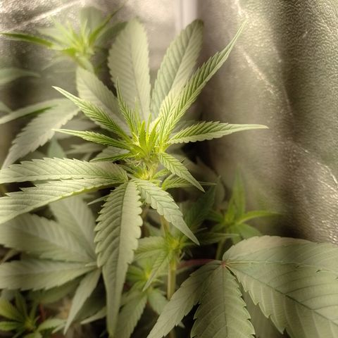 Banana Purple Punch #4 e #5 growlog timeline photo