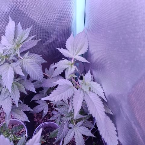 Tangerine Guetto growlog timeline photo