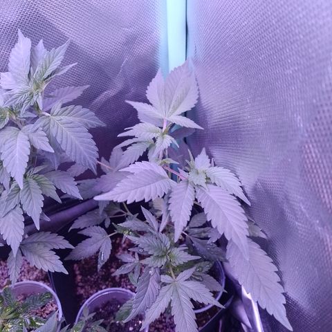 Tangerine Guetto growlog timeline photo