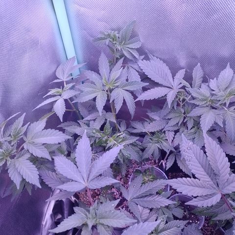 Purple Cookies 1 growlog timeline photo