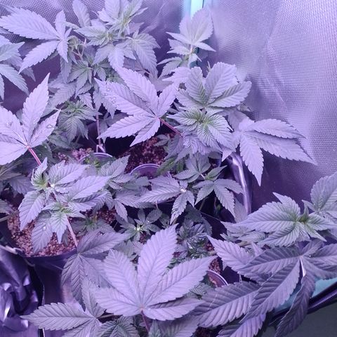 Purple Cookies 2 growlog timeline photo