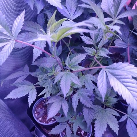 Tangerine Guetto growlog timeline photo