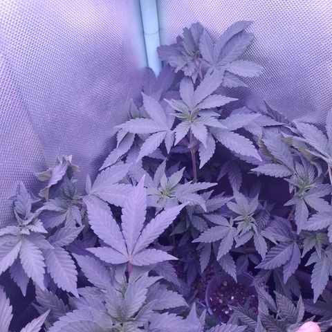 Purple Cookies 1 growlog timeline photo