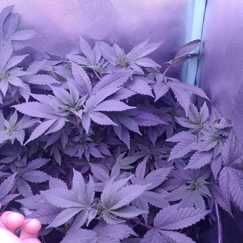 Purple Cookies 2 growlog timeline photo