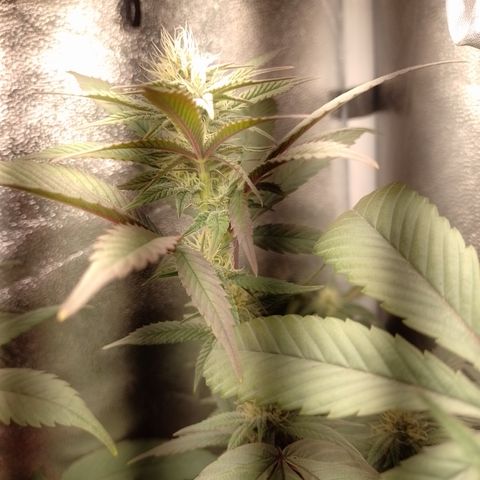 Banana Purple Punch #4 e #5 growlog timeline photo