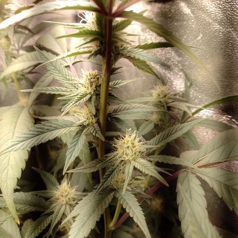 Banana Purple Punch #4 e #5 growlog timeline photo