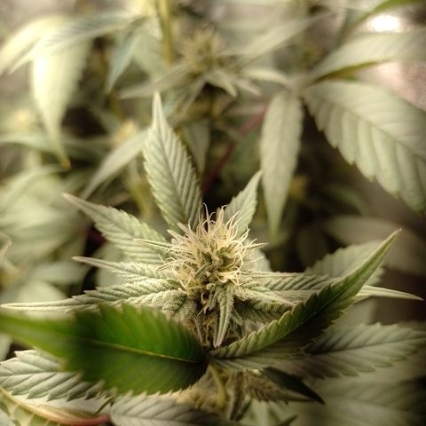 Banana Purple Punch #4 e #5 growlog timeline photo