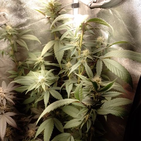 Banana Purple Punch #4 e #5 growlog timeline photo