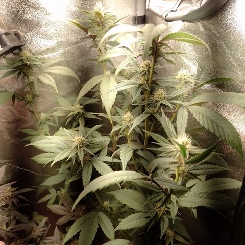 Banana Purple Punch #4 e #5 growlog timeline photo