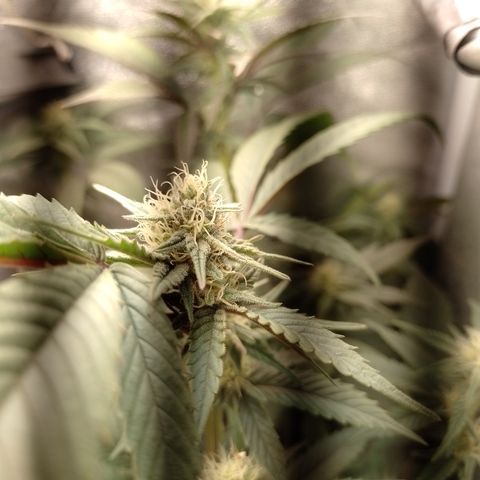 Banana Purple Punch #4 e #5 growlog timeline photo