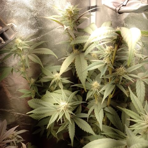 Banana Purple Punch #4 e #5 growlog timeline photo