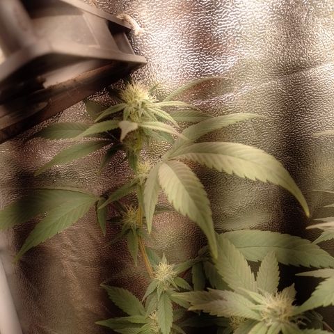 Banana Purple Punch #4 e #5 growlog timeline photo