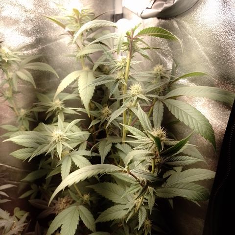 Banana Purple Punch #4 e #5 growlog timeline photo