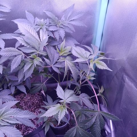 Tangerine Guetto growlog timeline photo