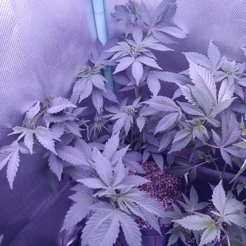 Purple Cookies 1 growlog timeline photo
