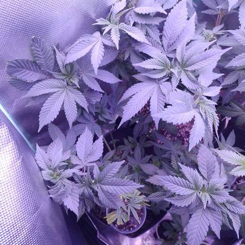 Purple Cookies 2 growlog timeline photo