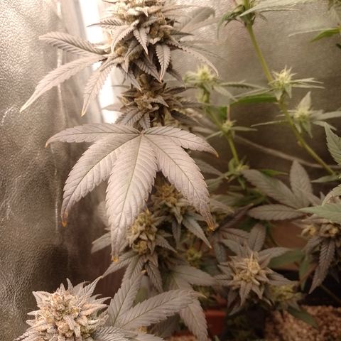 Banana Purple Punch 3 growlog timeline photo