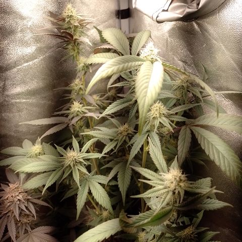 Banana Purple Punch #4 e #5 growlog timeline photo