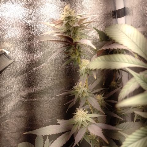 Banana Purple Punch #4 e #5 growlog timeline photo