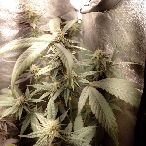 Banana Purple Punch #4 e #5 growlog timeline photo