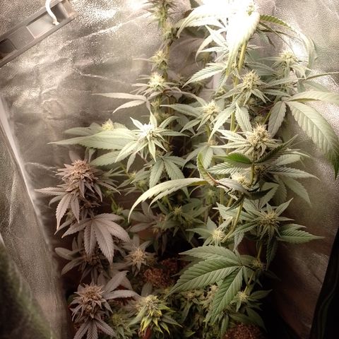 Banana Purple Punch #4 e #5 growlog timeline photo