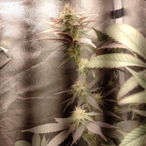 Banana Purple Punch #4 e #5 growlog timeline photo