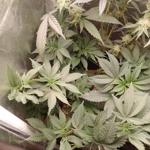 Purple Cookies 1 growlog timeline photo