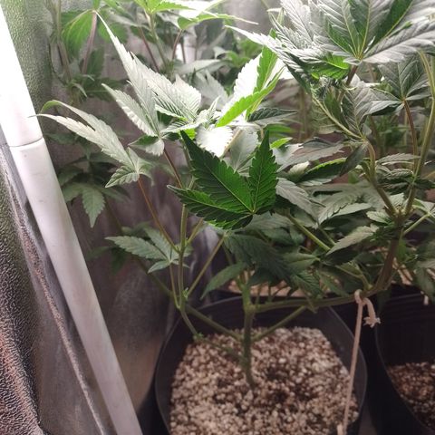 Purple Cookies 1 growlog timeline photo