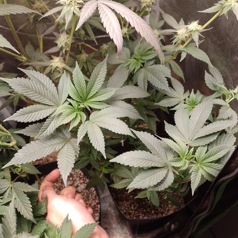 Purple Cookies 2 growlog timeline photo