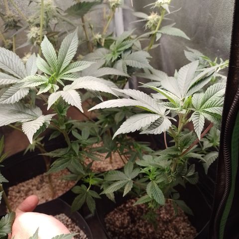 Purple Cookies 2 growlog timeline photo