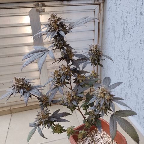Banana Purple Punch 3 growlog timeline photo