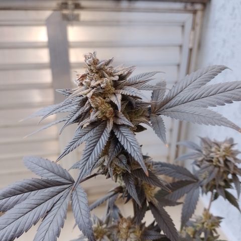 Banana Purple Punch 3 growlog timeline photo