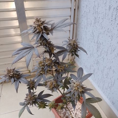 Banana Purple Punch 3 growlog timeline photo