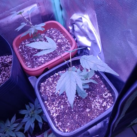 Banana Purple Punch #6 growlog timeline photo