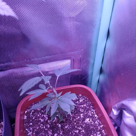 Banana Purple Punch #7 growlog timeline photo