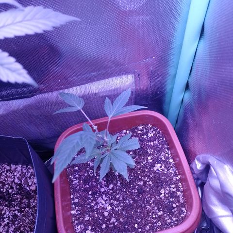 Banana Purple Punch #7 growlog timeline photo