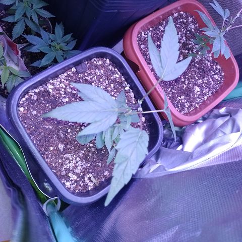 Banana Purple Punch #6 growlog timeline photo