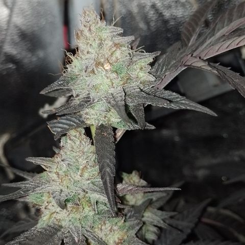 Banana Purple Punch #4 e #5 growlog timeline photo