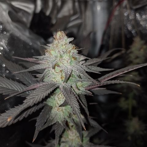 Banana Purple Punch #4 e #5 growlog timeline photo