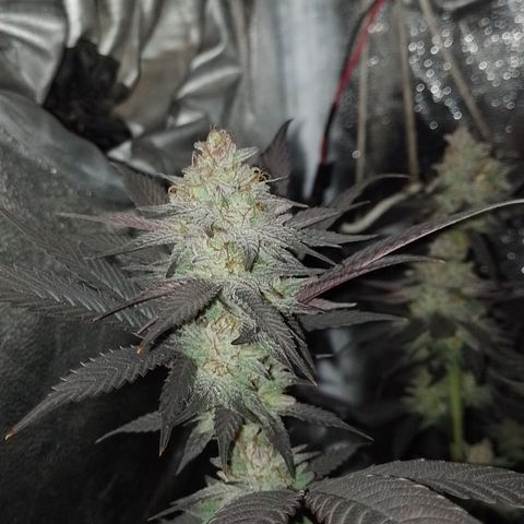 Banana Purple Punch #4 e #5 growlog timeline photo
