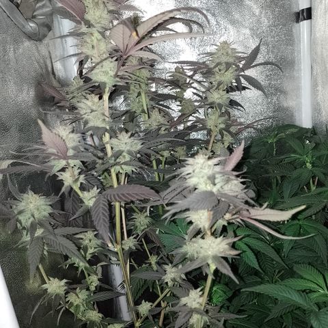 Banana Purple Punch #4 e #5 growlog timeline photo