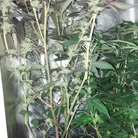 Banana Purple Punch #4 e #5 growlog timeline photo