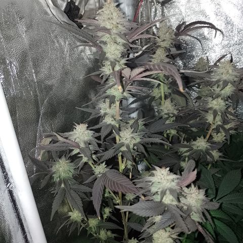 Banana Purple Punch #4 e #5 growlog timeline photo