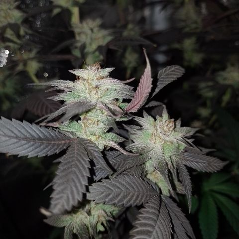 Banana Purple Punch #4 e #5 growlog timeline photo