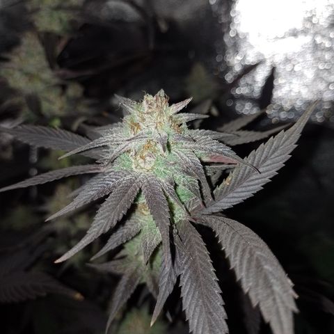 Banana Purple Punch #4 e #5 growlog timeline photo