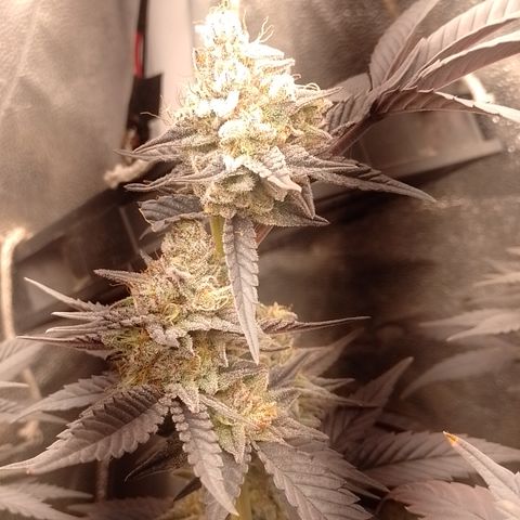 Banana Purple Punch #4 e #5 growlog timeline photo