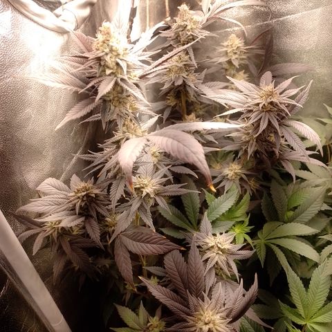 Banana Purple Punch #4 e #5 growlog timeline photo